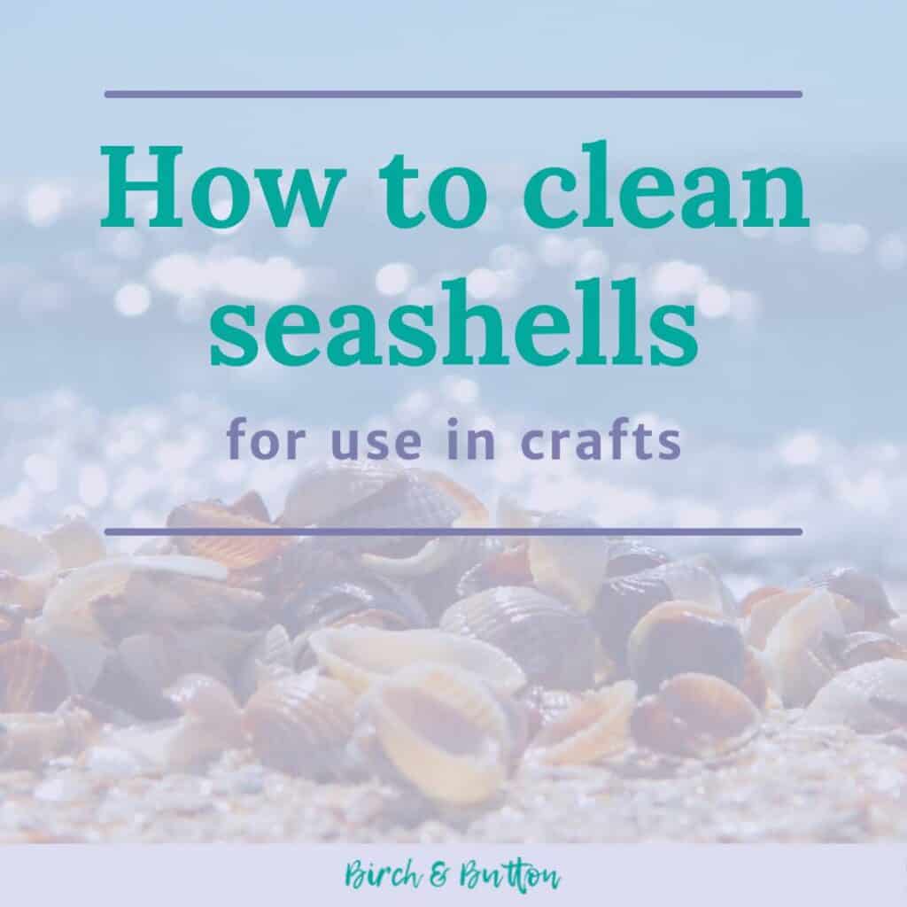 How to clean seashells