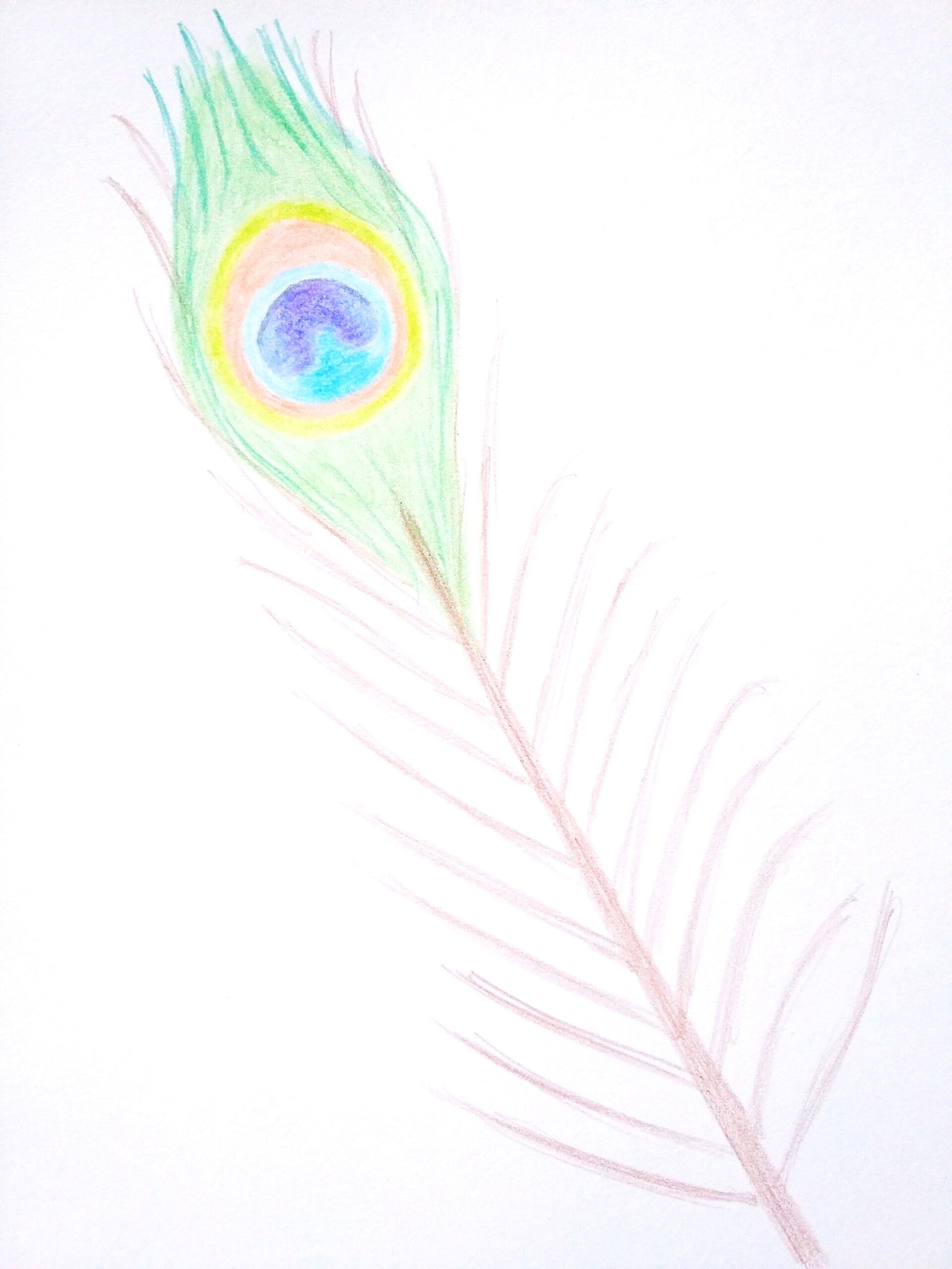 how to draw peacock feathers