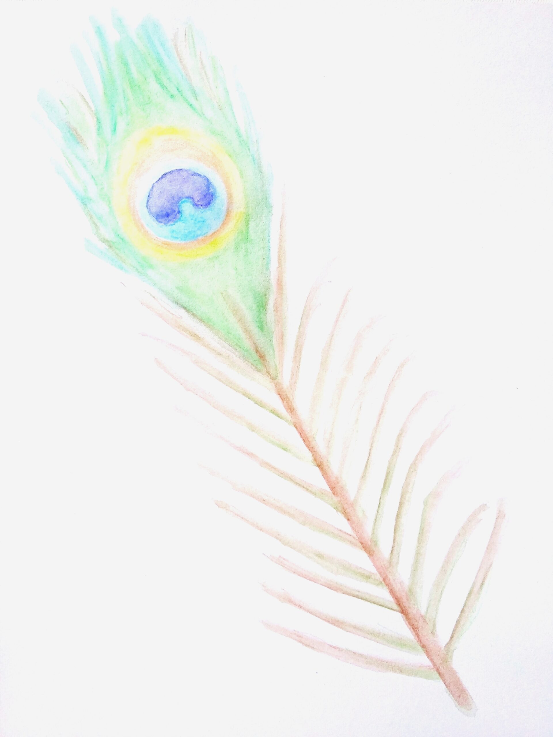 Peacock feather Tutorial  Coloured pencils  STEP BY STEP ART