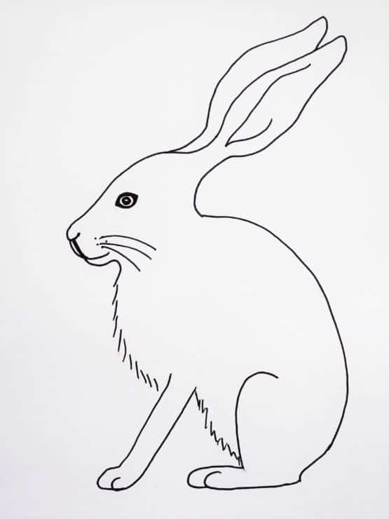 How To Draw A Hare Birch And Button