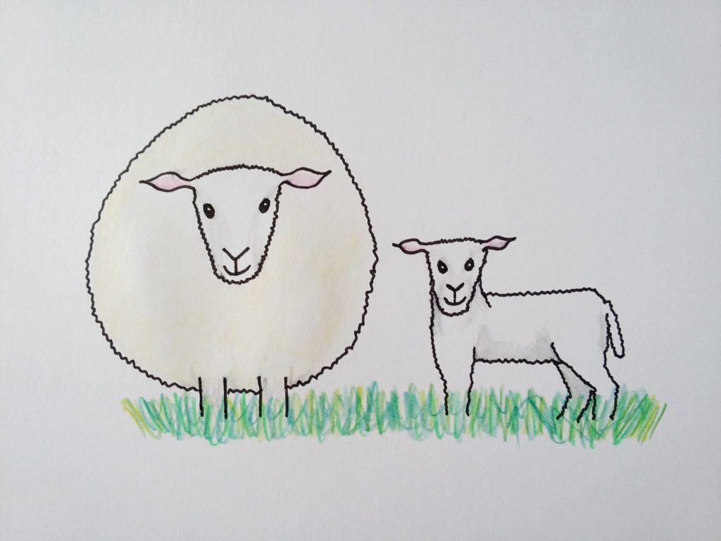 Where I live in south Wales, the arrival of spring means lots of lambs leaping about in the fields. If you want to learn to draw a sheep and her lamb, click through for the full step-by-step tutorial.