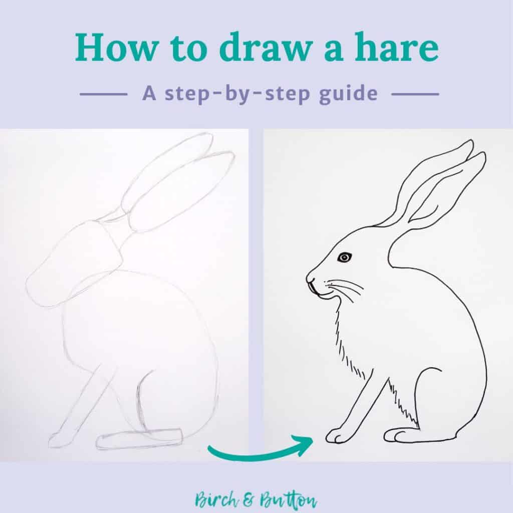 How To Draw A Hare - Birch And Button