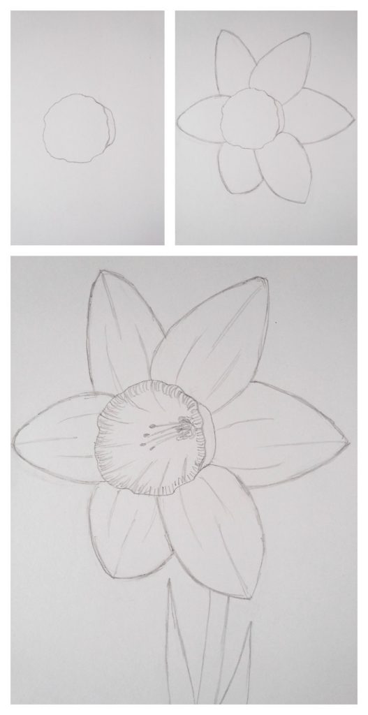 This is a beautiful time of year for all kinds of gorgeous flowers, and I think my favourite spring flower is the daffodil. Click through to learn how to draw this bright, sunshine-yellow spring flower step-by-step.